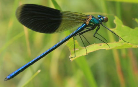 Dark-Blue-Dragonfly-sitting-on-Grass_Close-Up__42172-480x305