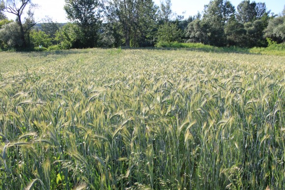 Wheat-Field-Green-Ears_Summer-June__IMG_0566-580x386